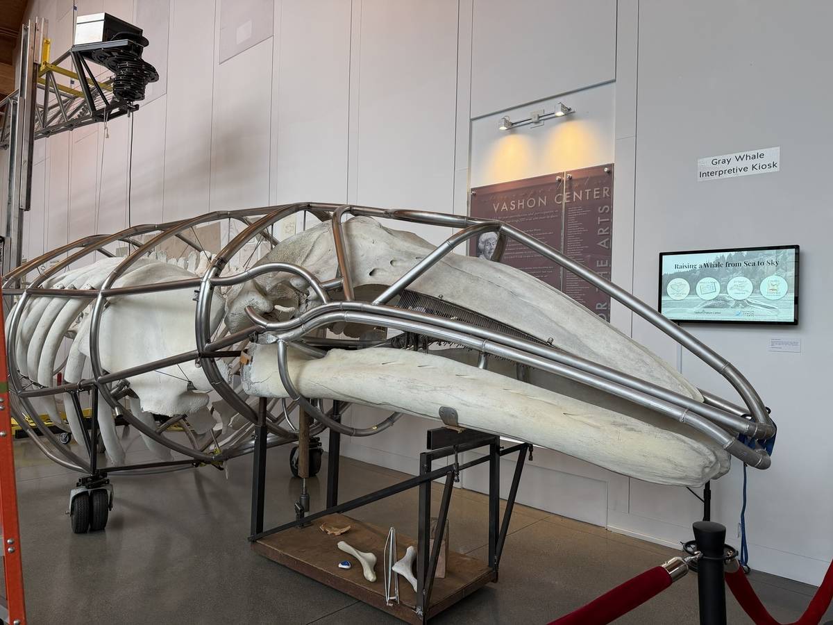 Singer Vashon's Gray Whale