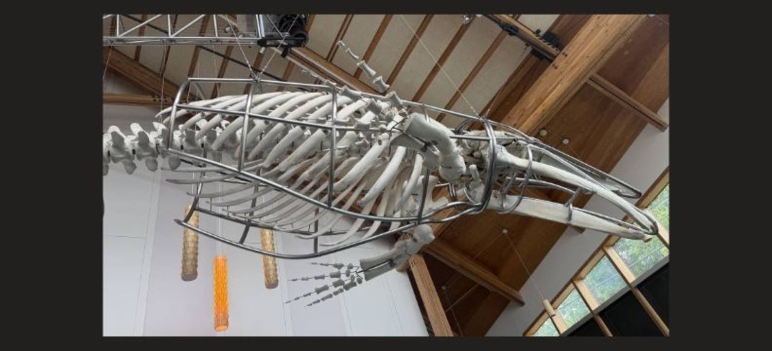 The Amazing World of Whales