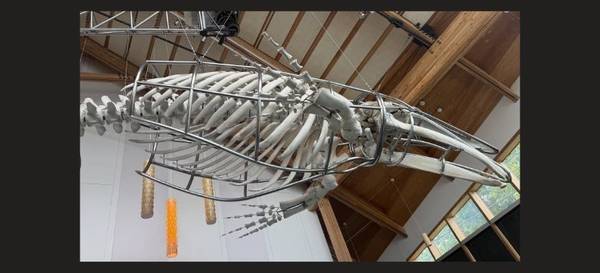 The Amazing World of Whales