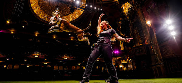 Canine Stars Stunt Dogs