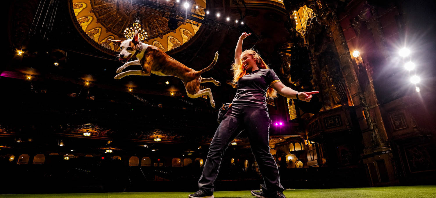 Canine Stars Stunt Dogs